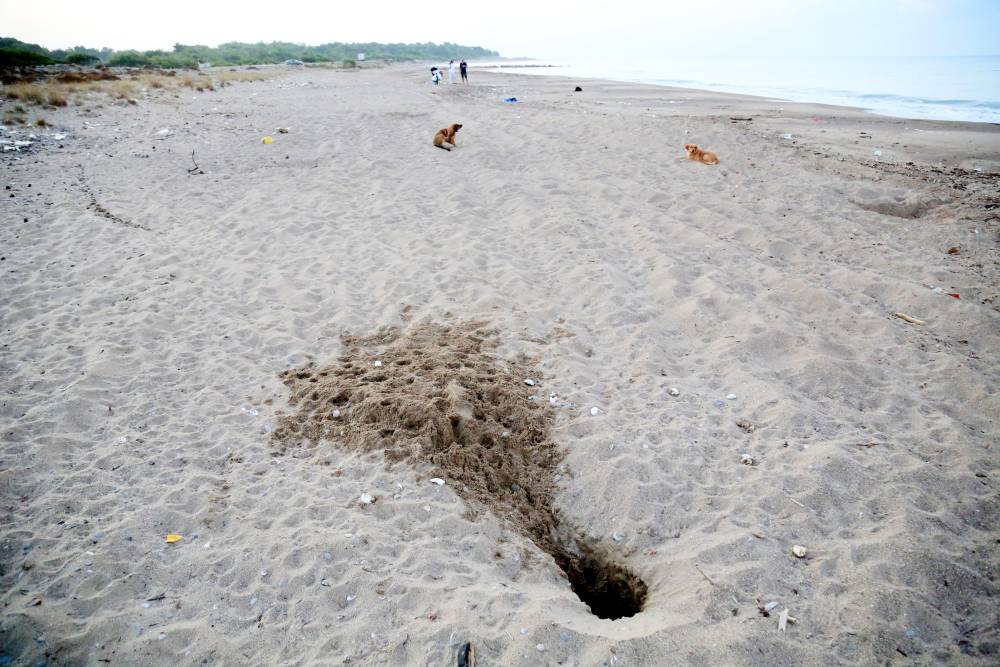 Her 10 caretta yuvasından 1'i tahrip oldu; en b&uuml;y&uuml;k sebep tatilcilerin bıraktığı k&ouml;pekler