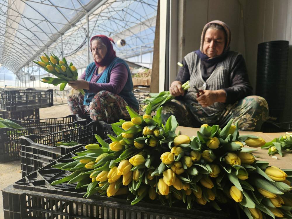 Kadınlar G&uuml;n&uuml;'ne &ouml;zel suda lale &uuml;retimi