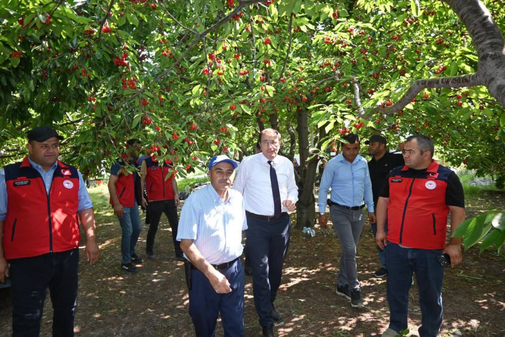 Kaymakam kiraz hasadına katıldı