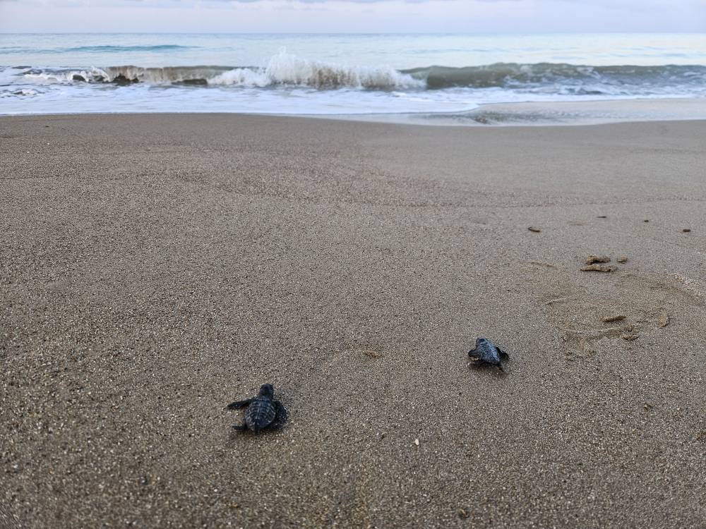 Yavru caretta sezonu başladı