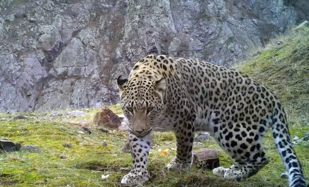 Anadolu parsına zarar vermenin cezası 45 milyon TL