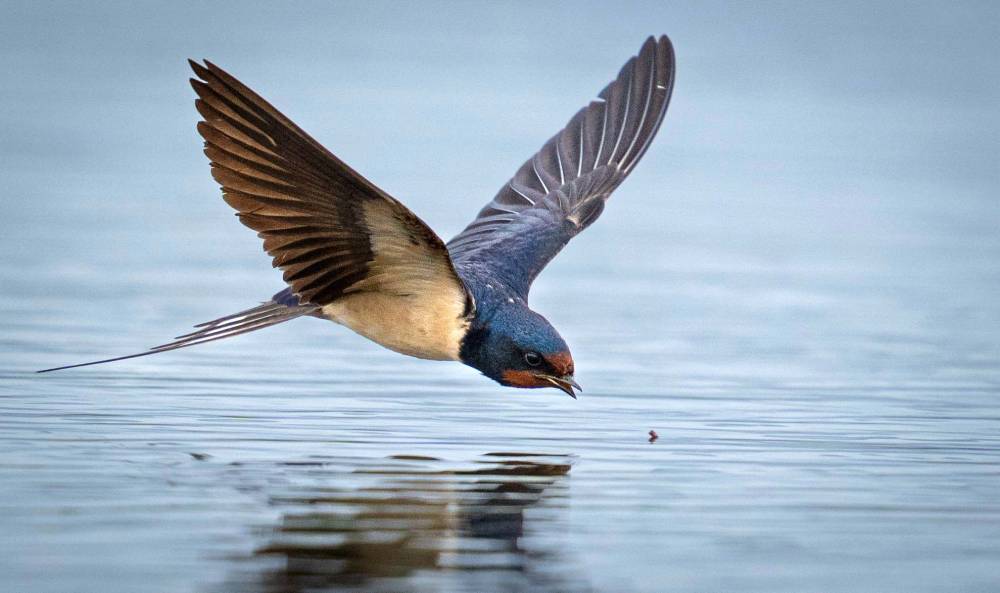 Antalya'da 3 g&uuml;nde 120'nin &uuml;zerinde kuş t&uuml;r&uuml; g&ouml;zlemlendi