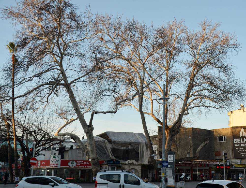 Serik'in simgesi &ccedil;ınarlar korumaya alındı