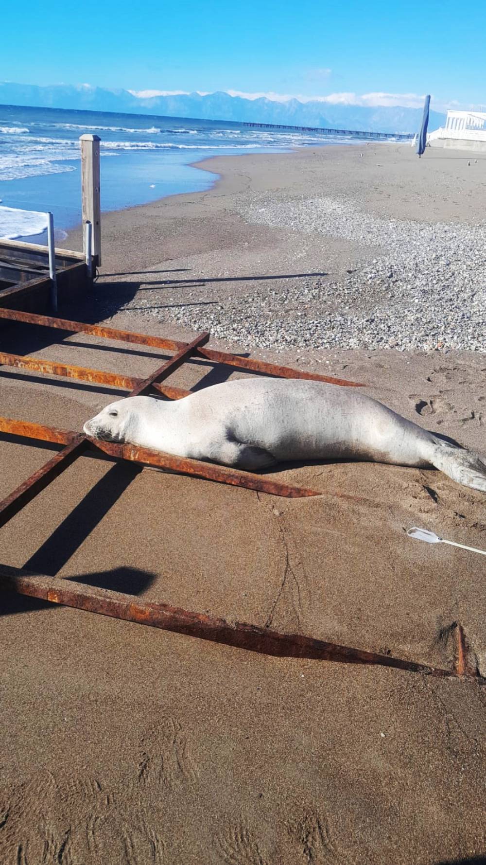 Akdeniz foku sahilde g&ouml;r&uuml;ld&uuml;