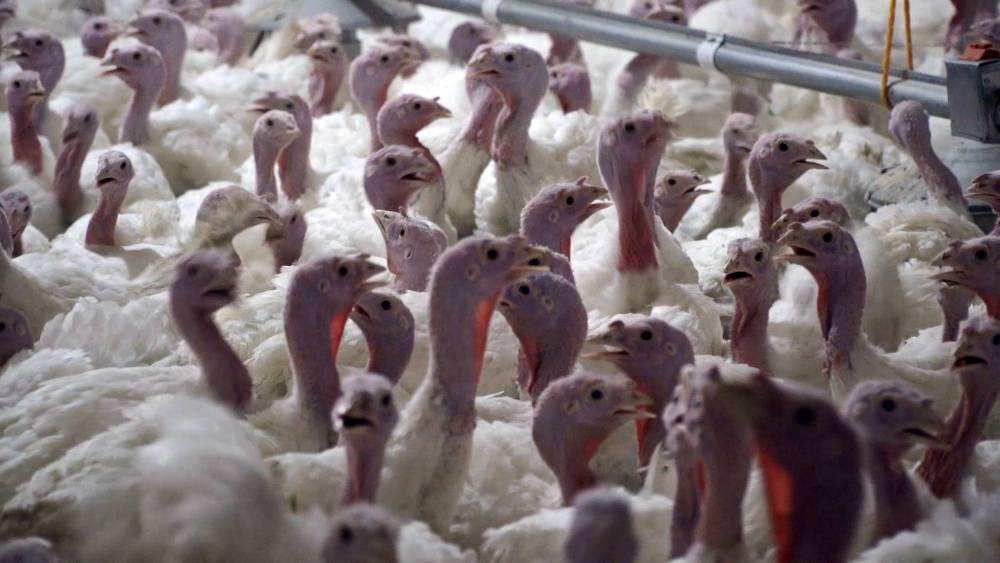 Yılbaşı hindisi 800 ile 1000 lira