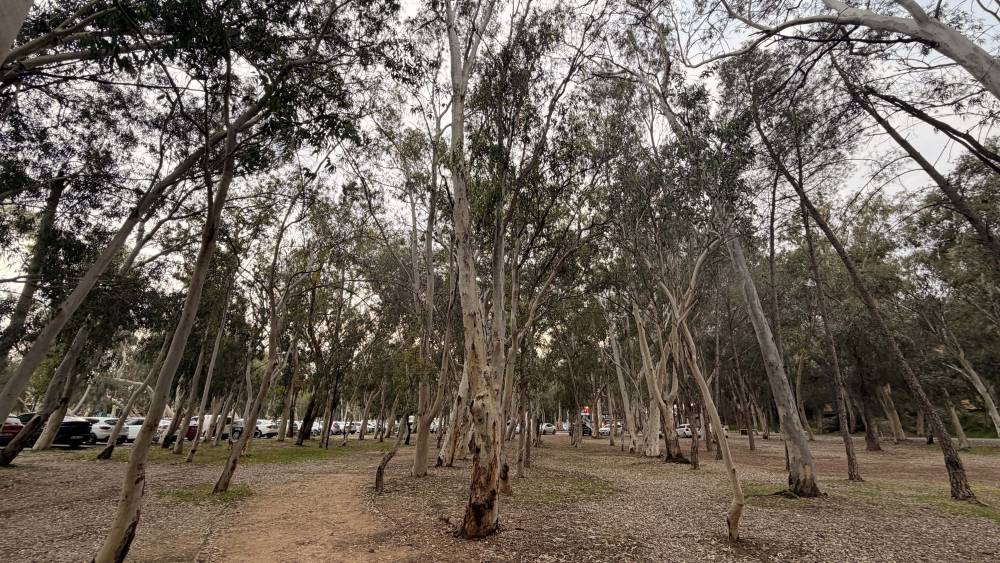 'Okalipt&uuml;s ağa&ccedil;larının hepsi k&ouml;klenmeli