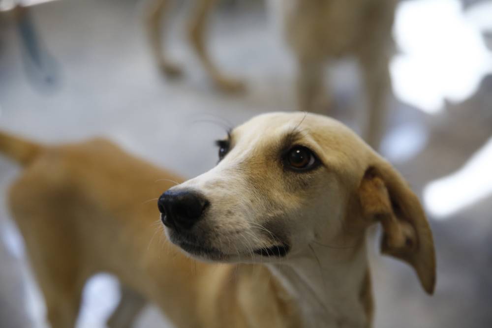 B&uuml;y&uuml;kşehir&rsquo;den petshop sahiplerine &uuml;cretsiz eğitim 