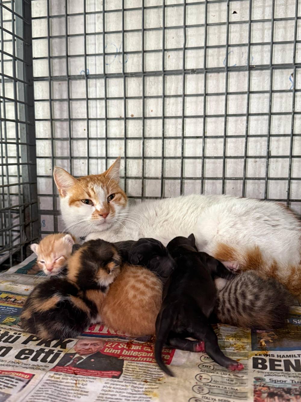 Gebe k&ouml;pek &ouml;ld&uuml;, yavrulara anne kedi sahip &ccedil;ıktı