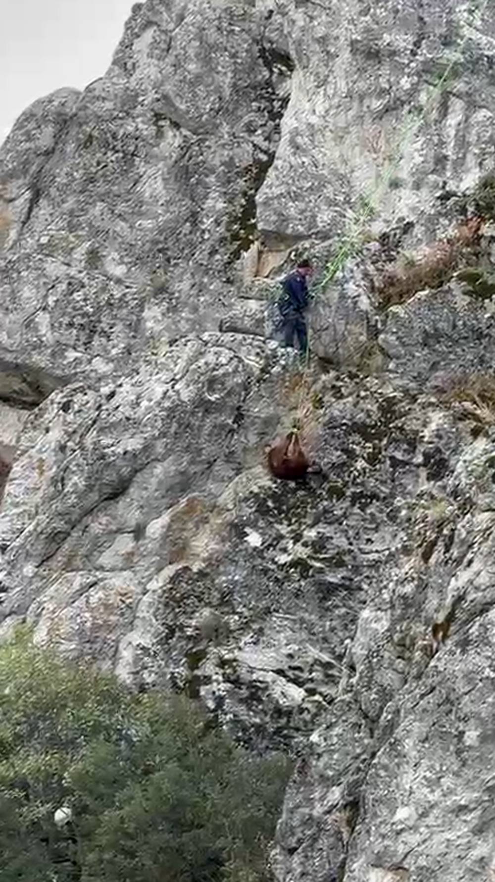 Dağda mahsur kalan keçiler itfaiye kurtardı