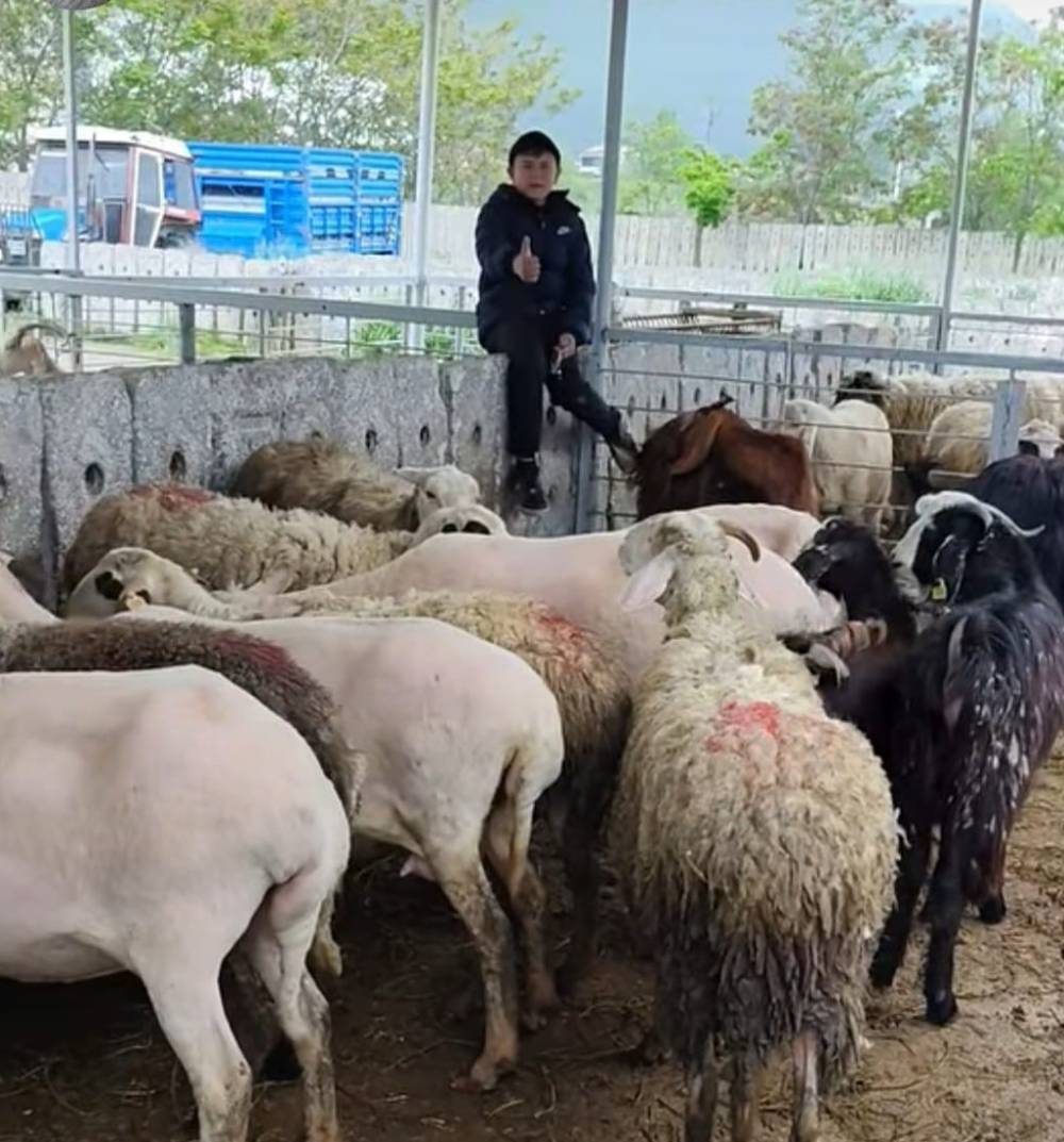 K&uuml;&ccedil;&uuml;kbaş kurbanlıklarda indirim
