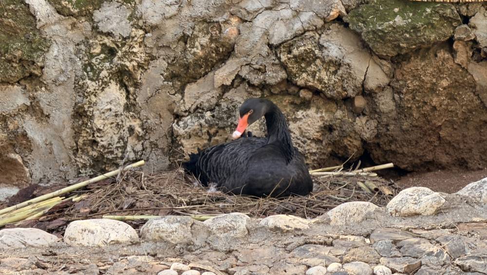 Doğanın sadık eşleri siyah kuğularda kulu&ccedil;ka heyecanı