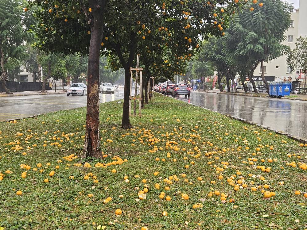 Şiddetli yağmur turunçları döktü